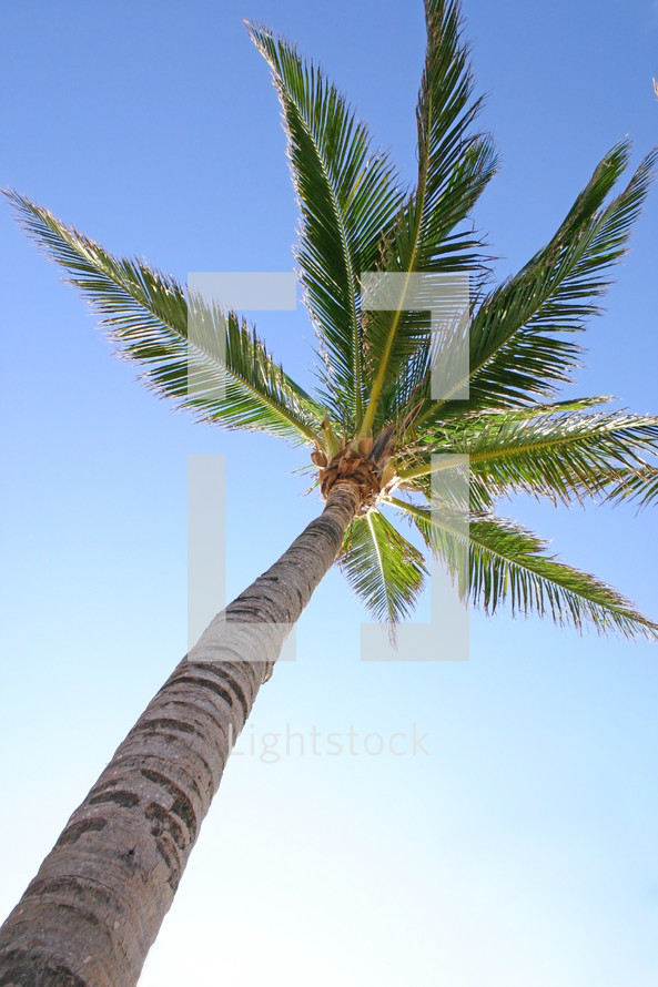 looking up at the top of a palm tree on an angle