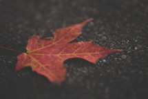 red maple leaf on asphalt 