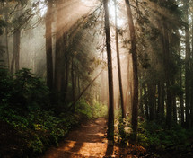 sunlight on a forest trail 