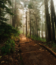 foggy forest trail 