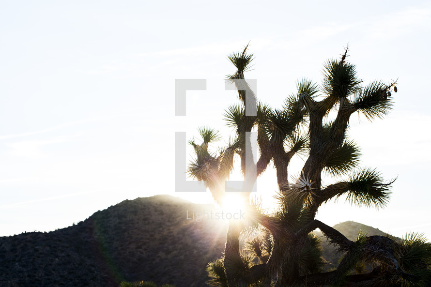 Sunrise over the desert mountains and a silhouette of a cactus.