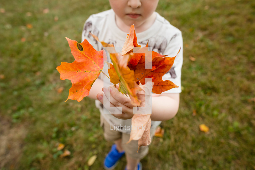 a boy child holding fall leaves 