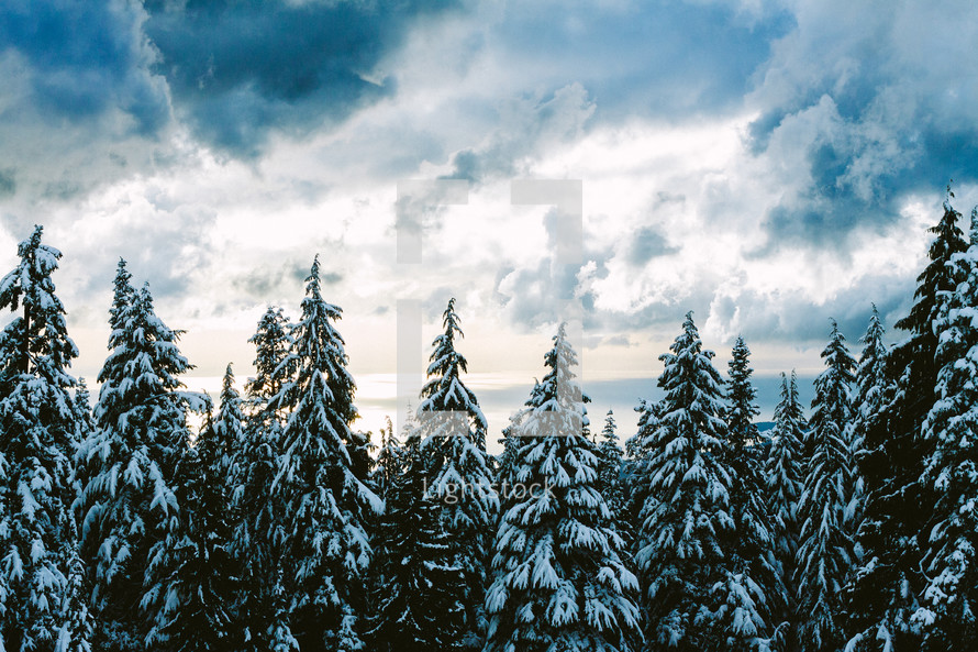 snow on a pine forest under a cloudy sky