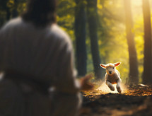 Lamb runs very fast to Jesus