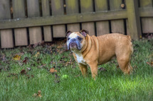 English bulldog playing with a ball in the grass