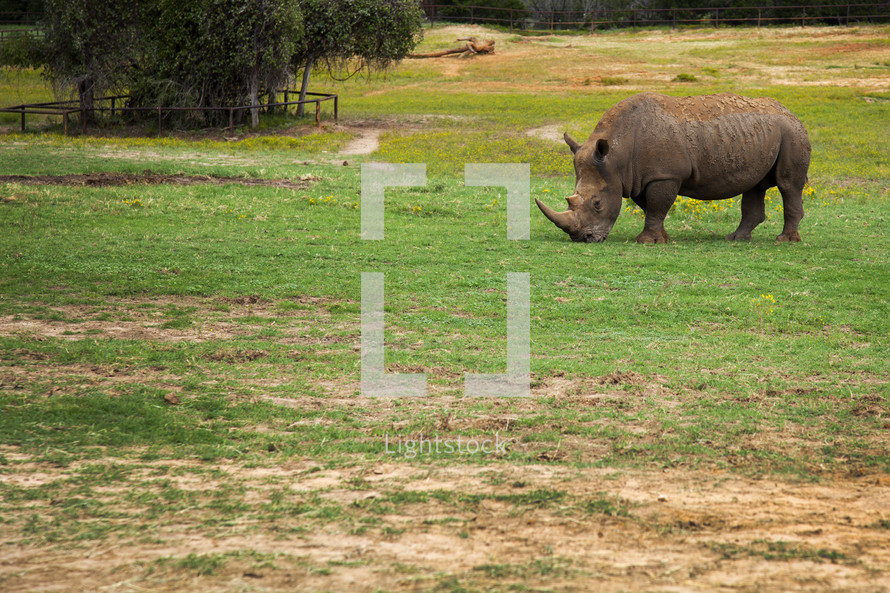 A grazing rhinoceros 