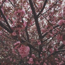 pink spring blossoms on a tree 