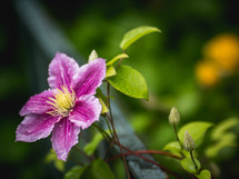 fuchsia flower 