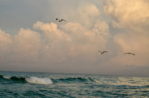 seagulls in flight over the ocean