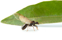 Winged ant worker with big green leaf