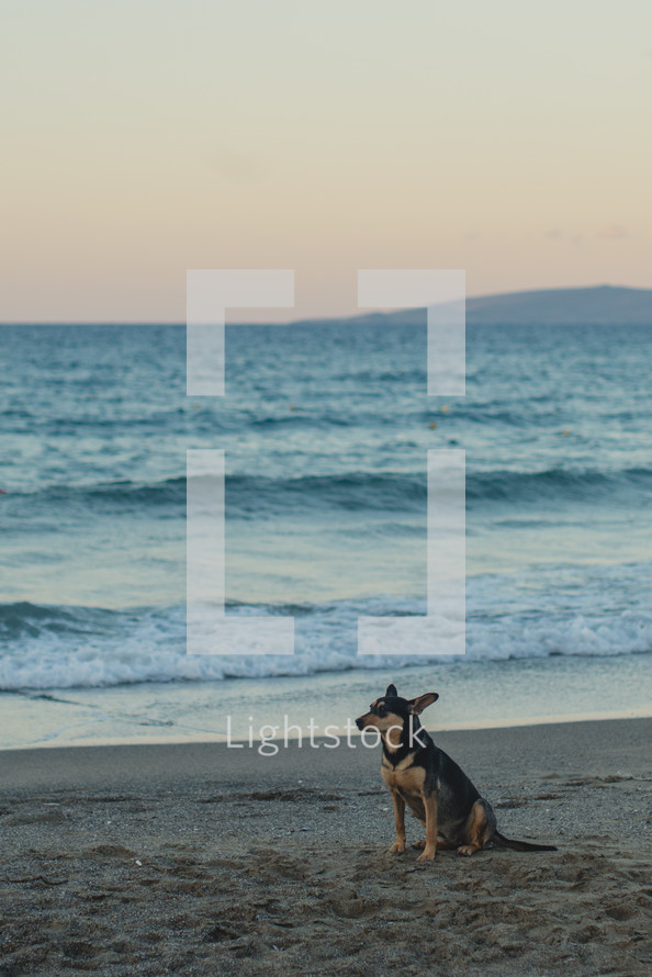 a dog sitting on a beach 