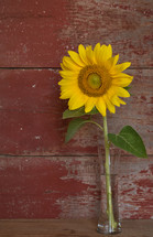 sunflower in a vase 