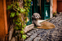 dog in a doorway in Italy 