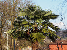 Green palm tree (Arecaceae) top leaves detail