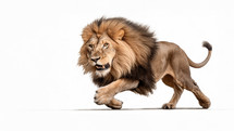 Male Lion running fast against a white background