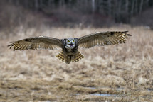 owl in flight 