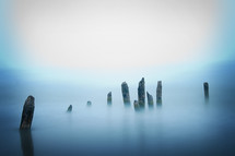 dead trees in water, mist, and fog