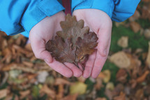 kid holding fall leaves 