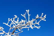 A winter tree branch. 
