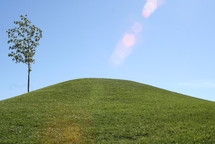 a lone tree on a grassy hill