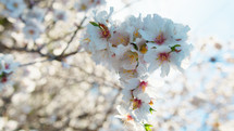 White Almond Flowers In Spring