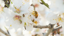 White Almond Flowers And A Little Bee With Pollen