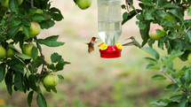 Hummingbirds feeding under an apple tree.