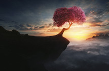 pink flowering tree at the edge of a cliff at sunset