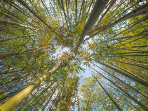 bamboo tree (scientific classification Angiosperms BOP Bambusoideae)