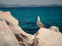 a seagull on rocks by the ocean