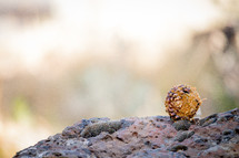 pine cone on a rock 