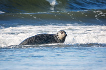 seal on a shore 