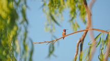 Rufous Hummingbird resting on a branch in the morning light.  