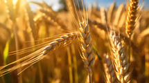 Wheat field cultivation grain. AI Generative