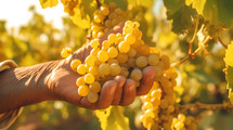 Hand touch Bunches of white wine grapes vineyard. AI Generative