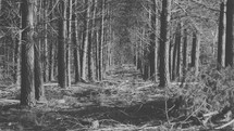 forest floor - dense forest 