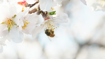 Bee Takes Pollen From A White Almond Blossoms In Spring