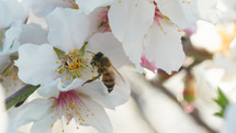 Bee Takes Pollen From A White Almond Blossoms