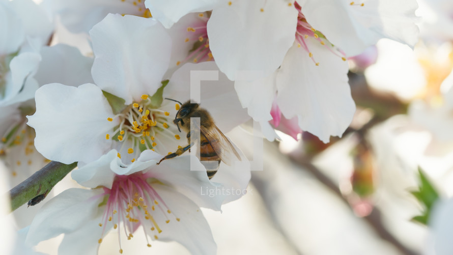 Bee Takes Pollen From A White Almond Blossoms
