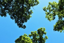 tops of green summer trees against a blue sky 