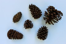 pine cones on white background 