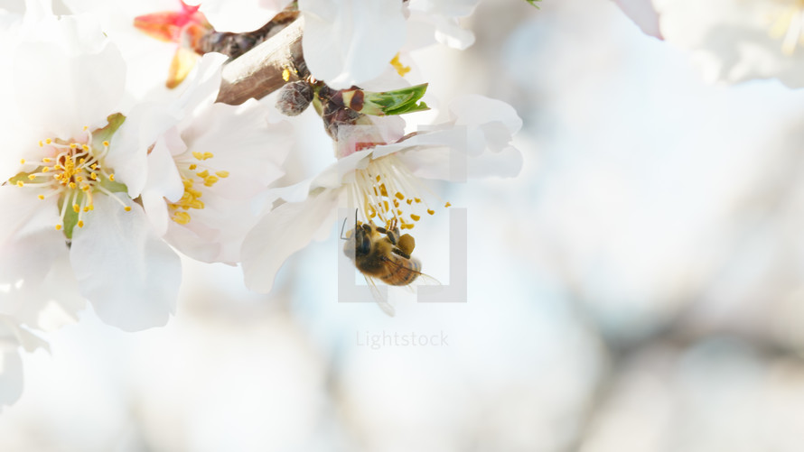 Bee Takes Pollen From A White Almond Blossoms In Spring
