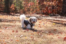 a dog in a coat on a cold fall day 