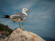a seagull on a rock