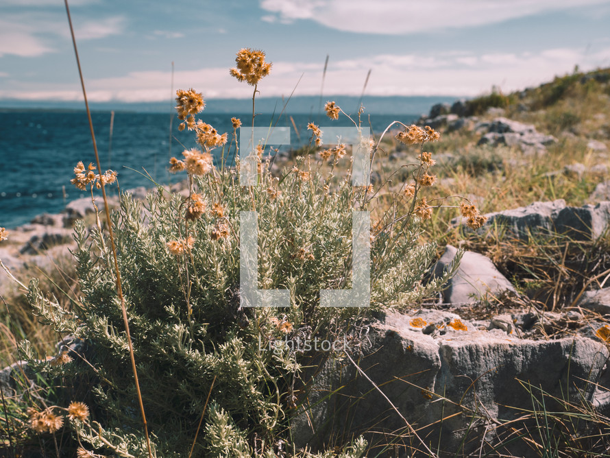 Jersey Cudweed flowers on a rocky landscape by the ocean