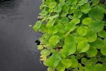 lilypads in water