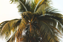 Hawaiian palm tree up close