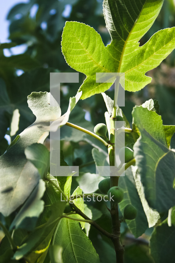 green fig leaves 