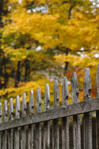 weathered fence in fall 