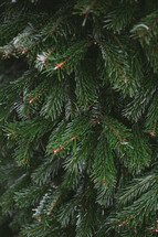 pine needles on a Christmas tree 